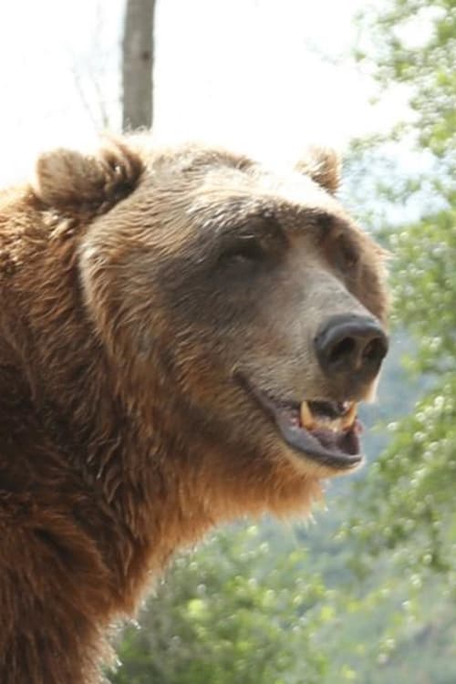 Picture of Bart The Bear