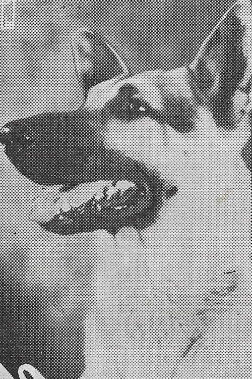 Picture of Rin Tin Tin Jr.