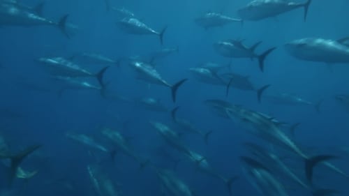 Still image taken from Superfish: Bluefin Tuna