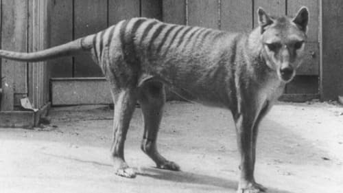 Still image taken from Extinct or Alive: The Tasmanian Tiger