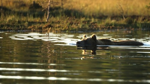 Still image taken from Wild Nordic