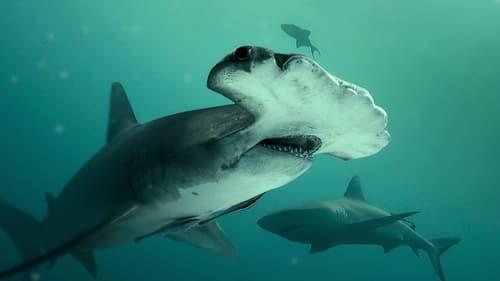 Still image taken from Bull Shark vs. Hammerhead