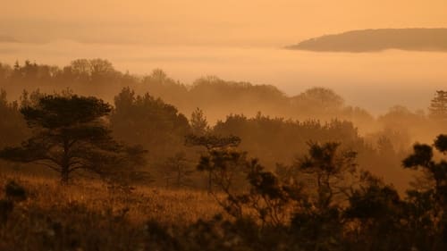 Still image taken from Dawn Chorus: The Sounds of Spring