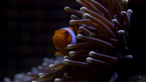 Still image taken from Great Barrier Reef