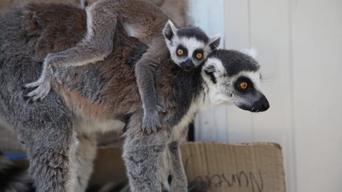 Still image taken from Secrets of the Zoo: Down Under