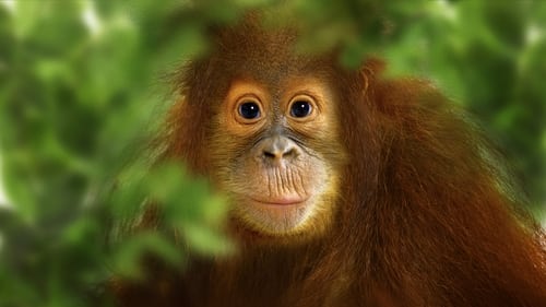 Still image taken from Operation Orangutan