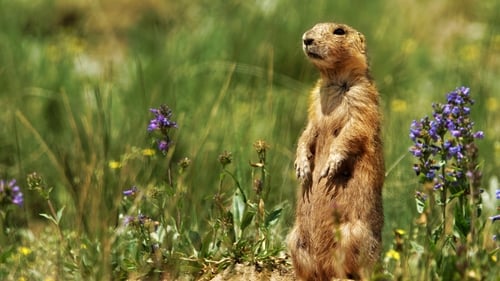 Still image taken from Prairie Dog Manor