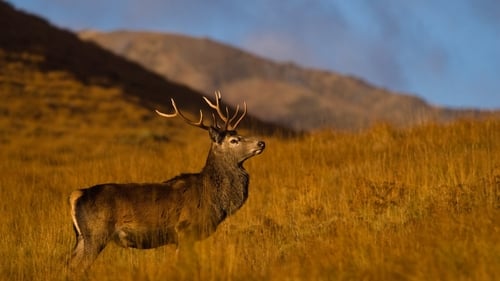 Still image taken from Highlands: Scotland's Wild Heart