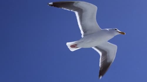 Still image taken from Jonathan Livingston Seagull