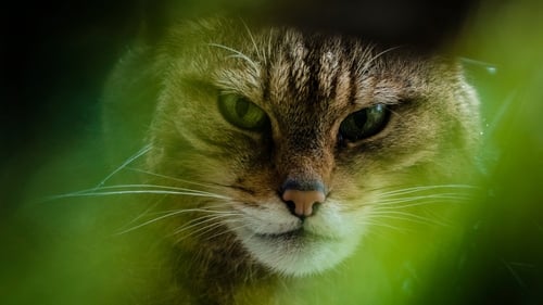 Still image taken from The Tigers of Scotland