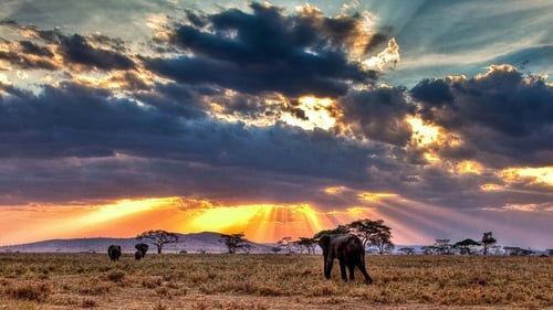 Still image taken from Nomads of the Serengeti