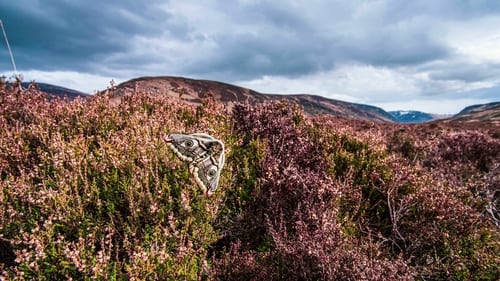 Still image taken from Scotland: A Year In The Wild