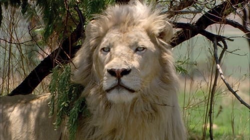 Still image taken from White Lion