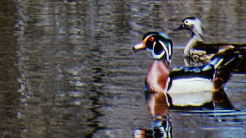 Still image taken from Water Birds