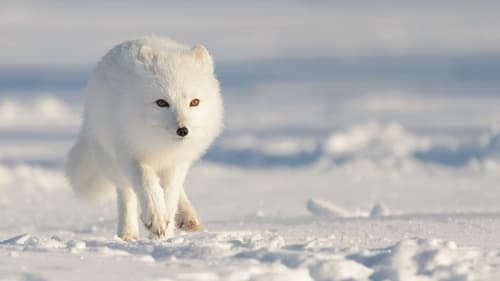 Still image taken from Strange Creatures of the Arctic