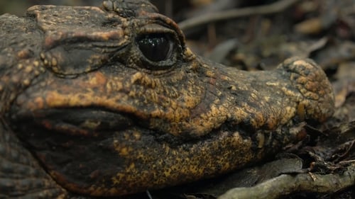 Still image taken from Cave Crocs of Gabon