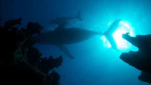 Still image taken from Atlantic: The Wildest Ocean on Earth