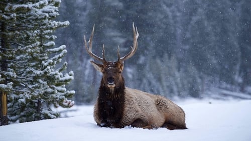 Still image taken from Great Yellowstone Thaw