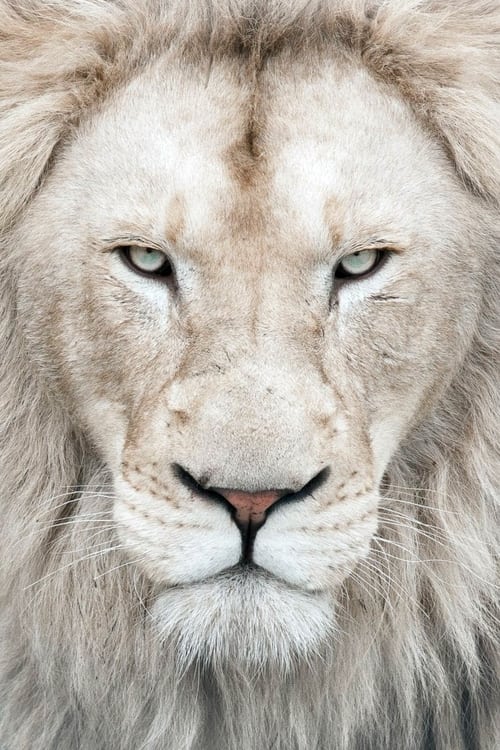 Picture of Thor the White Lion