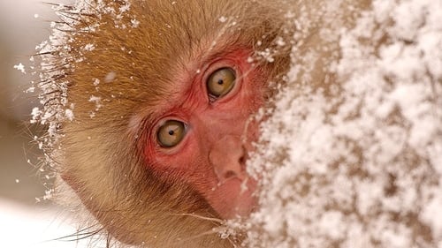 Still image taken from Snow Monkeys