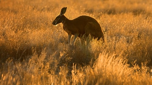 Still image taken from Wild Australia