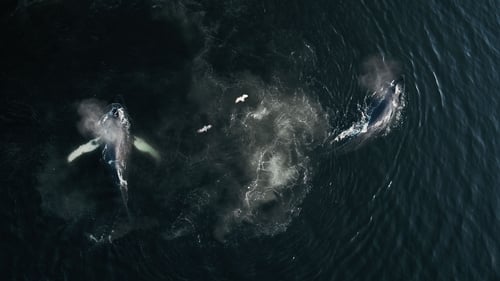 Still image taken from The Whale and the Raven
