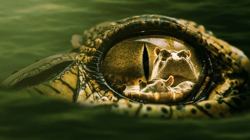 Still image taken from Hippo vs Croc