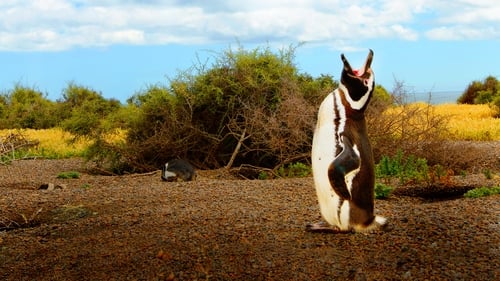 Still image taken from Wild Argentina