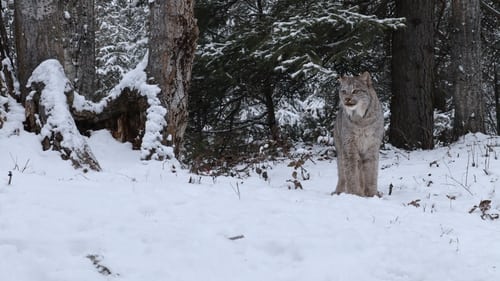 Still image taken from America's Wild Border: Northern Exposure