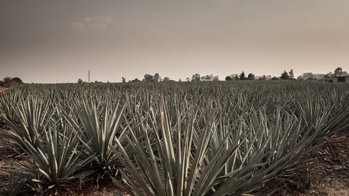 Still image taken from Agave: The Spirit of a Nation