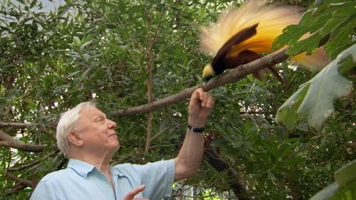 Still image taken from Attenborough's Paradise Birds