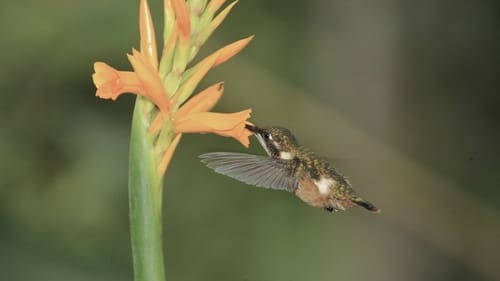 Still image taken from Hummingbirds: Jewelled Messengers