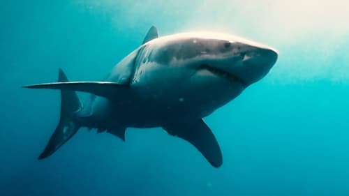 Still image taken from Sharks (in 3D)