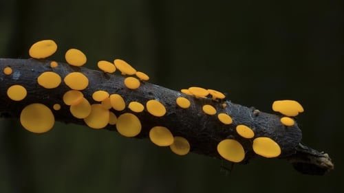 Still image taken from The Kingdom: How Fungi Made Our World