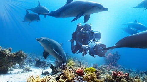 Still image taken from Diving with Dolphins
