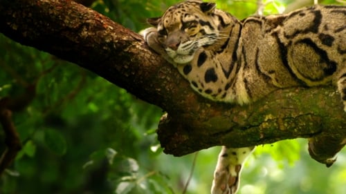 Still image taken from India's Wild Leopards