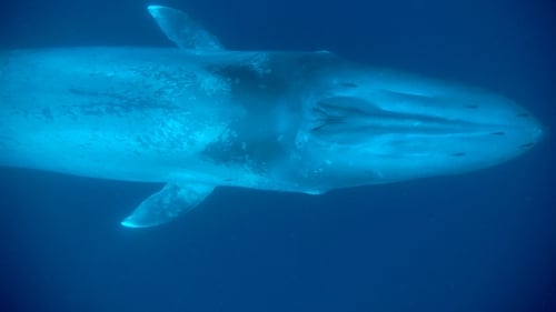 Still image taken from Kingdom of the Blue Whale