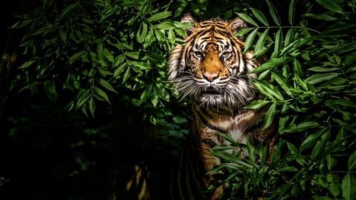 Still image taken from Thailand's Wild Cats