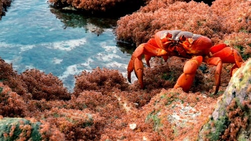 Still image taken from The Giant Robber Crab