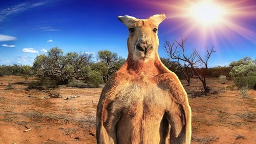 Still image taken from The Kangaroo King