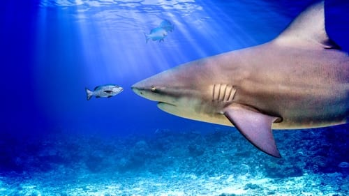 Still image taken from World's Biggest Bull Shark?