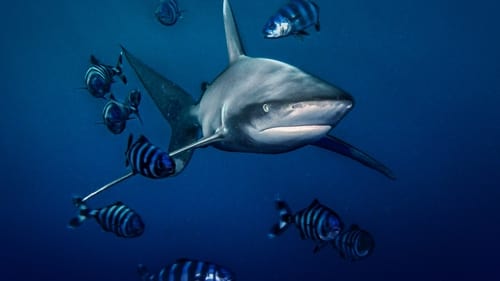 Still image taken from World's Most Dangerous Shark?