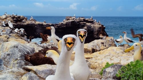 Still image taken from Galapagos 3D with David Attenborough
