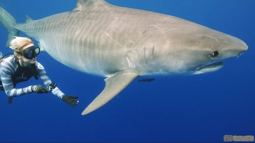 Still image taken from Saving Jaws