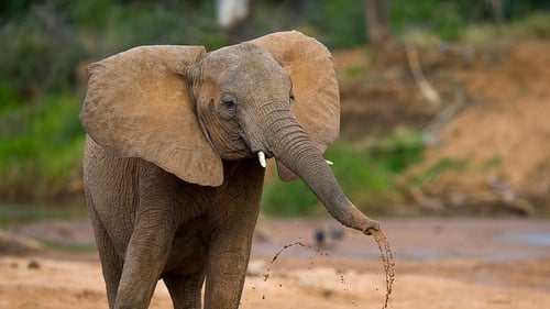 Still image taken from The Secret Life of Elephants