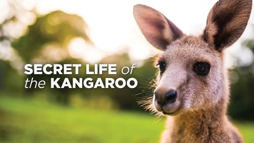 Still image taken from Secret Life of the Kangaroo