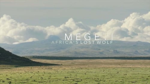Still image taken from Megeti - Africa's Lost Wolf