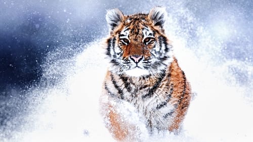 Still image taken from Russia's Wild Tiger