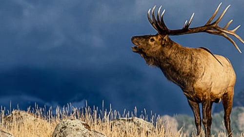 Still image taken from The Olympic Elk