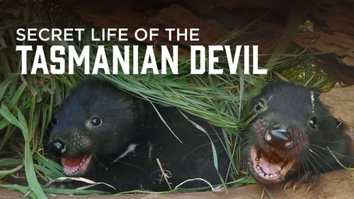 Still image taken from Secret Life Of The Tasmanian Devil